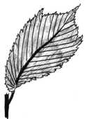 Li�� wi�zu g�rskiego