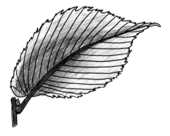 Li�� wi�zu szypu�kowego