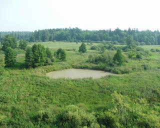 Krajobraz doliny rzeki Narewka