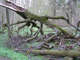 Obszar Ochrony �cis�ej Bia�owieskiego Parku Narodowego