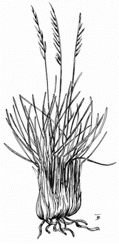 Bli�niczka psia trawka