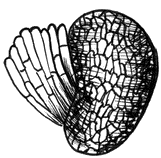 Nasienie glistnika jask�cze ziele