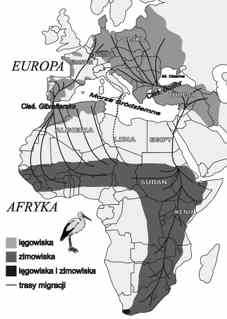 Zasi�g wyst�powania bociana bia�ego