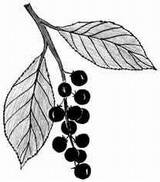 owoce czeremchy zwyczajnej