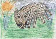 Dzik � Mateusz Rzeszutek