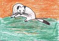 Gronostaj - Filip Plewa