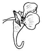 kwiat niecierpka pospolitego