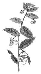 Niecierpek pospolity