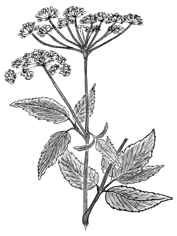 Podagrycznik pospolity